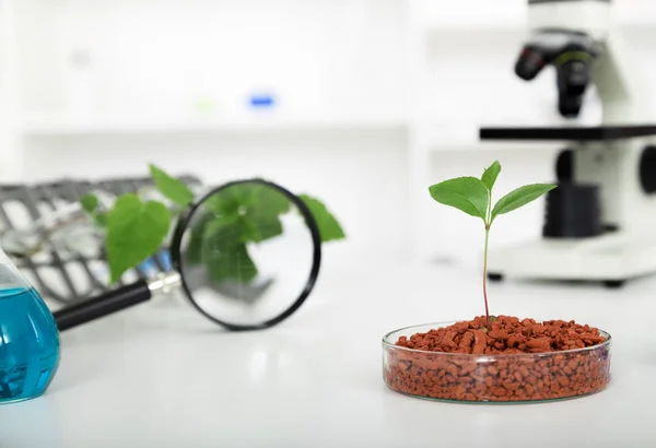 Laboratorium akademik mengeksplorasi metode-metode baru pembiakan tanaman — Stok Foto