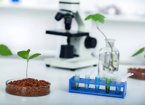 Academic laboratory exploring new methods of plant breeding — Stock Photo, Image