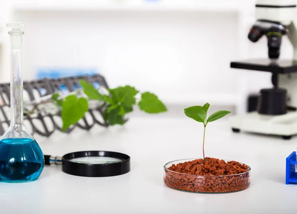 Академическая лаборатория, изучающая новые методы селекции растений — стоковое фото