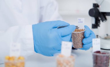 Gıda kalite Laboratuvar Laboratuvar Görevlisi. Hücre kültür tahlil genetik test etmek için tohum değişiklik..