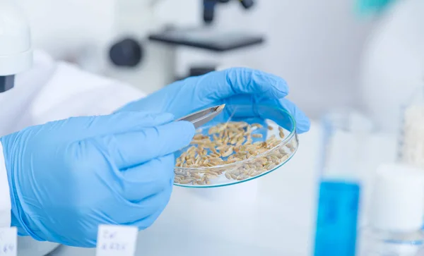 Laborassistentin im Labor für Lebensmittelqualität. Zellkultur-Test zum Test gentechnisch veränderten Saatguts.. — Stockfoto