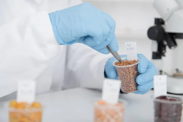 Laboratory assistant in the laboratory of of food quality.Cell culture assay to test genetically modified seed.. — Stock Photo, Image