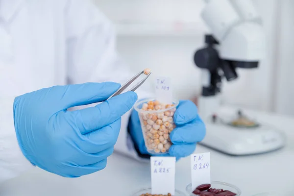 Asistente de laboratorio en el laboratorio de de de calidad alimentaria.Ensayo de cultivo celular para probar semillas genéticamente modificadas .. —  Fotos de Stock