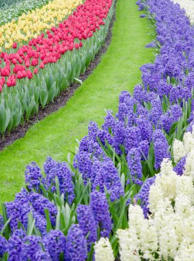 Çiçek Lale arka plan. Güzel bir renk laleler manzarası.
