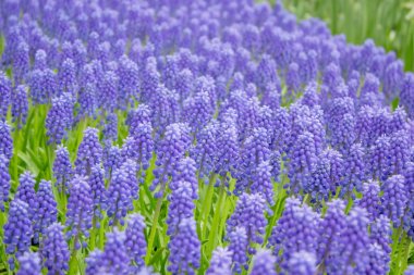 Bahçedeki sümbül çiçekleri...