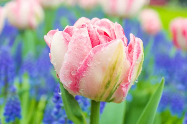 Flower tulips background. Beautiful view of color tulips.