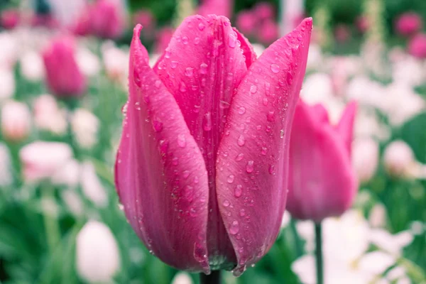 Flower tulips background. Beautiful view of color tulips.