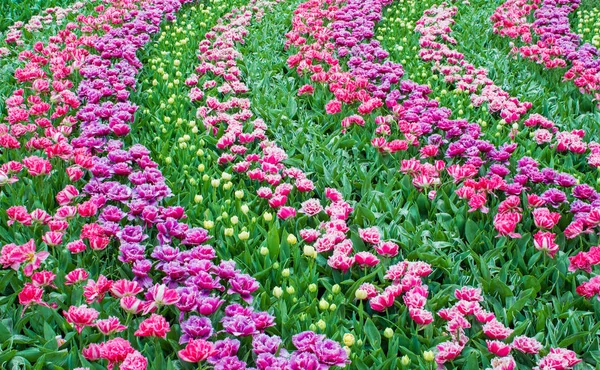 Flower tulips background. Beautiful view of color tulips.