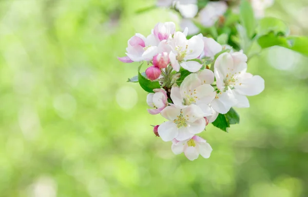 White flowers of the apple tree. — Stock Photo, Image