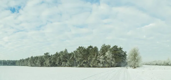 Panorama zimní les. Námraza na stromech — Stock fotografie