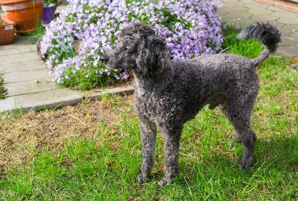 Portrait de Caniche noire sur le jardin .. — Photo