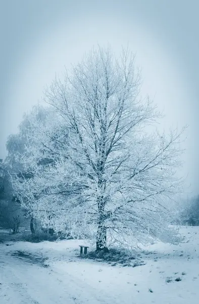 Zimní les. Námraza na stromech. — Stock fotografie