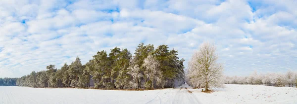 Zimní les. Námraza na stromech. — Stock fotografie