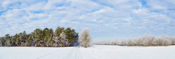 Vinter Skog Frost Träd — Stockfoto