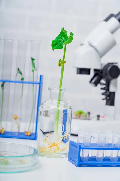 Genetically modified plant tested  .Ecology laboratory exploring — Stock Photo, Image