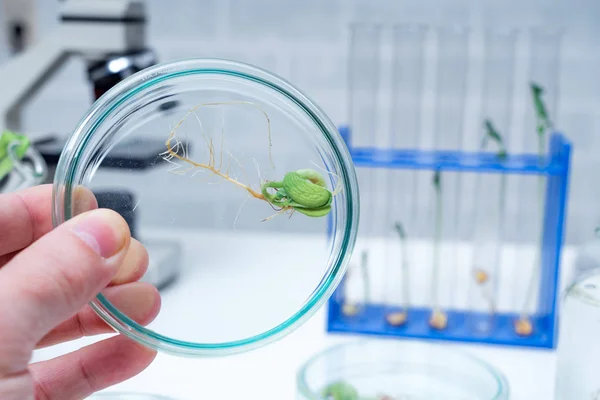 Genetically modified plant tested  .Ecology laboratory exploring — 图库照片