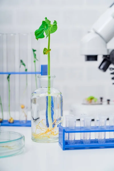 Genetically modified plant tested  .Ecology laboratory exploring