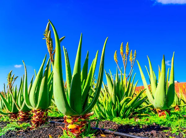 Pianta di aloe vera. Piantagione di aloe vera. Furteventura, Isole Canarie — Foto Stock