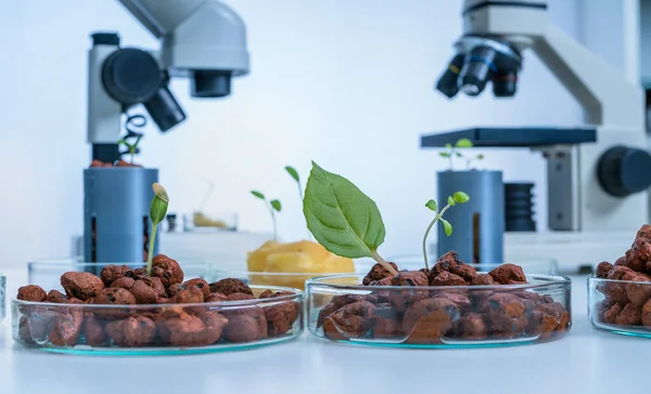 Modern Laboratory Vegetables Hydroponics Tech Picks — стоковое фото