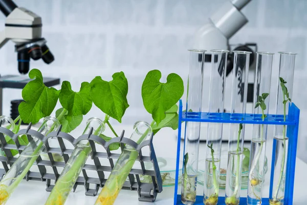 Planta Geneticamente Modificada Testada Laboratório Ecologia Explorando Novos Métodos Melhoramento — Fotografia de Stock