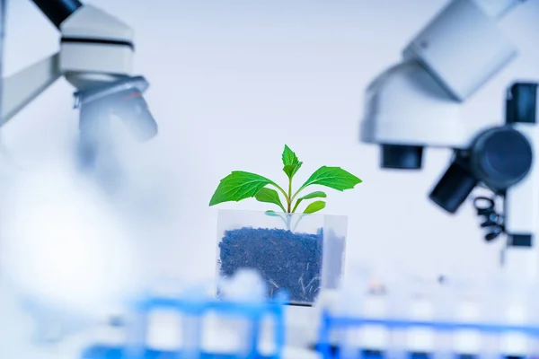 转基因植物试验 生态学实验室探索植物育种的新方法 — 图库照片
