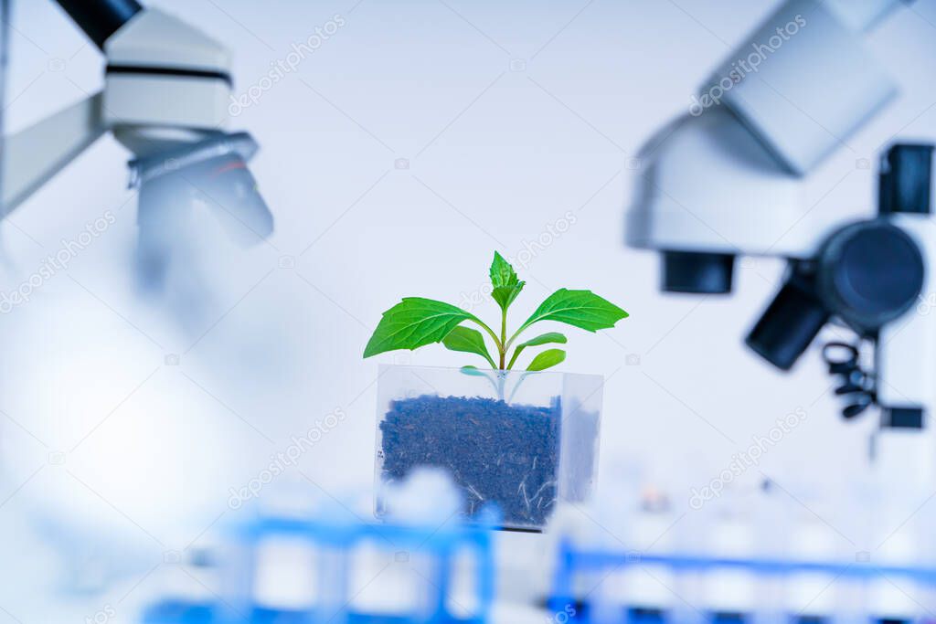 Genetically modified plant tested  .Ecology laboratory exploring new methods of plant breeding.