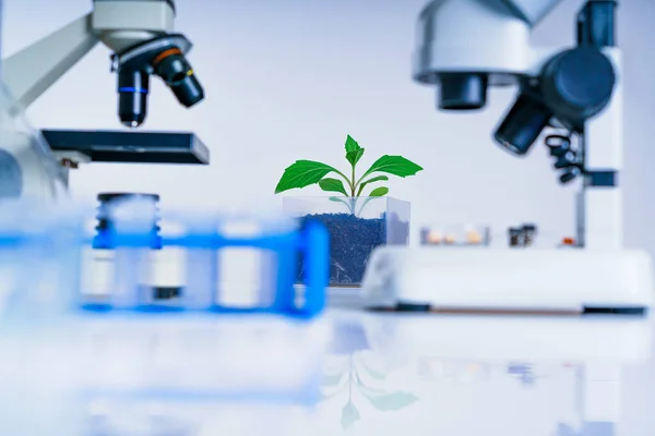 Genetisch Gemodificeerde Plant Getest Ecologie Laboratorium Verkennen Van Nieuwe Methoden — Stockfoto