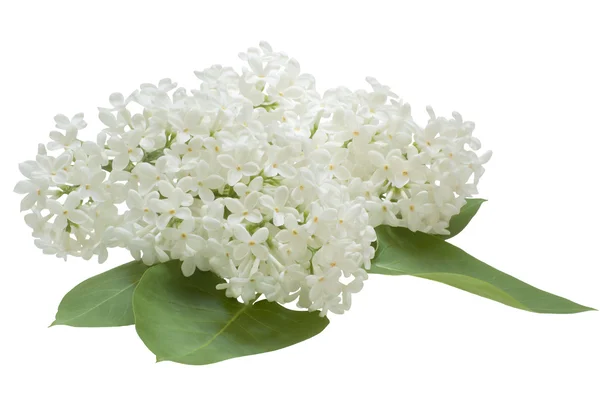 Сирень цветы на белом фоне — стоковое фото