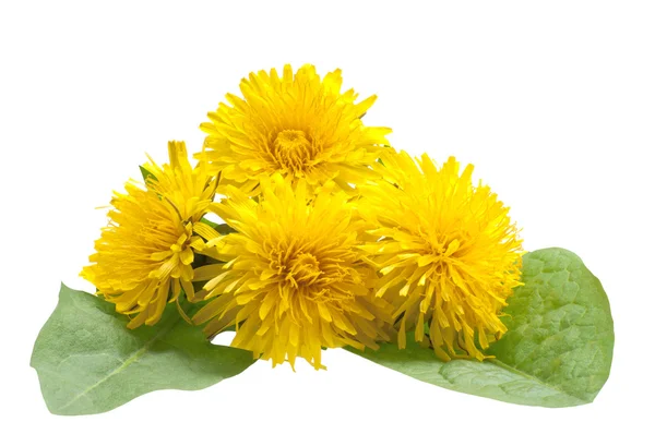 Flores dentes de leão em um fundo branco — Fotografia de Stock