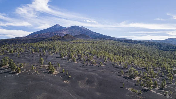 Chinyero erdő Teide vulkánnal — Stock Fotó
