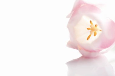 Pembe lale. Yakın çekim.