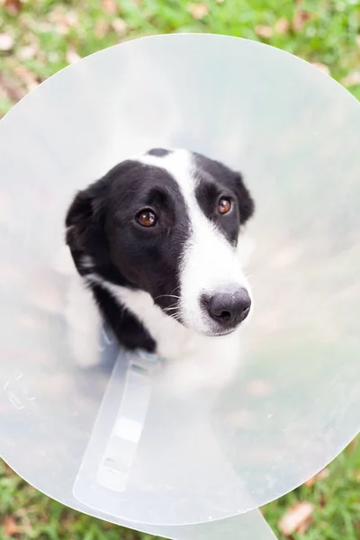 Sevimli köpek bir koni