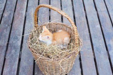 Sepetteki sevimli kedi.