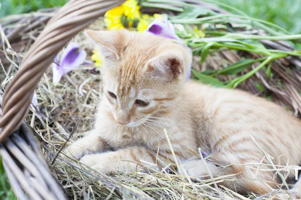 Lilla katten i rotting korg Royaltyfria Stockfoton