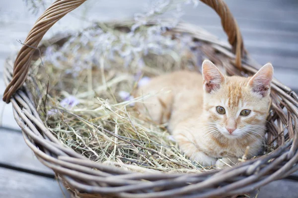 Lilla katten i rotting korg Royaltyfria Stockbilder