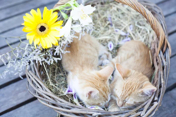 Piccoli gatti che dormono in cesto di vimini Fotografia Stock