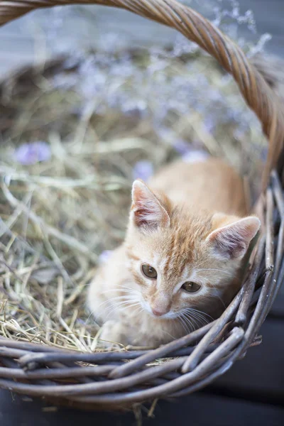 Lilla katten i rotting korg Stockbild