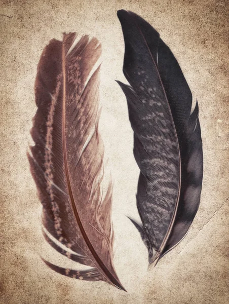 Old vintage paper texture background with feathers — Stock Photo, Image