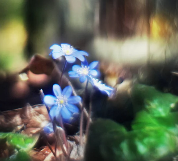 Fondo de naturaleza abstracta borrosa con flores azules —  Fotos de Stock