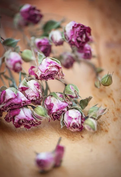 Fond vintage avec des roses de thé sec — Photo