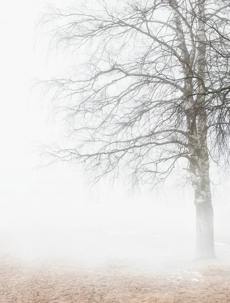 Yapraksız ağacıyla sisli moody sahne — Stok fotoğraf