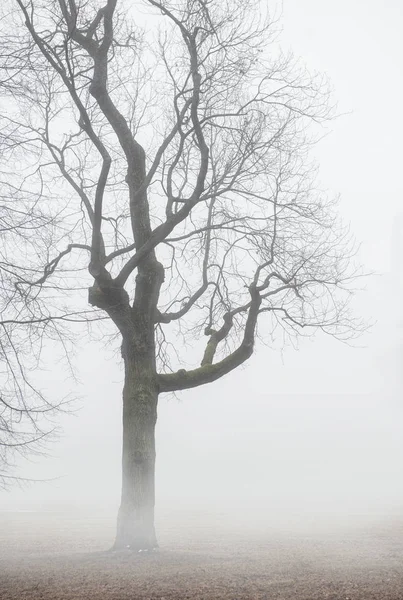 Туманная капризная сцена с безлистным деревом — стоковое фото