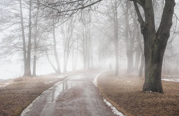 Vägen i mörk dimmig skog. Ensamhet-konceptet — Stockfoto