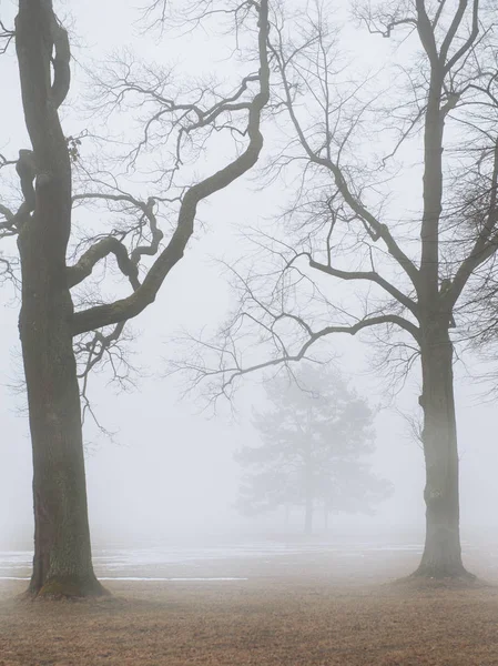 Ceață scenă moody cu copaci fără frunze în ceață — Fotografie, imagine de stoc