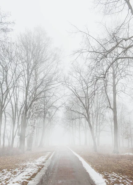 Träd i mörka dimmigt skogslandskapet — Stockfoto