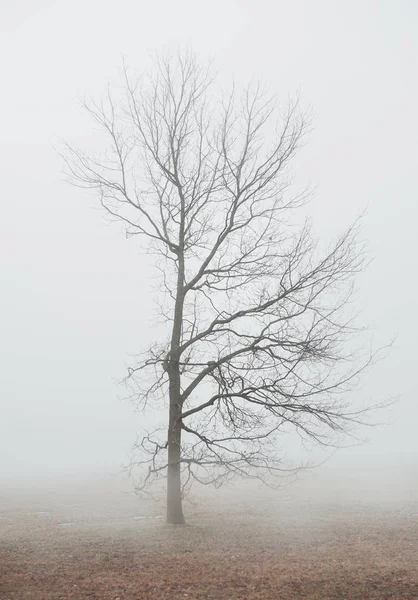 Foggy scena lunatica con albero nella nebbia — Foto Stock