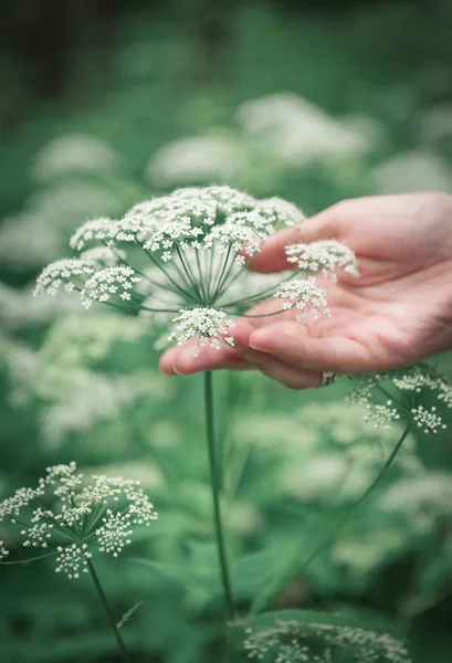 Femme main touchant prairie sauvage fleur — Photo