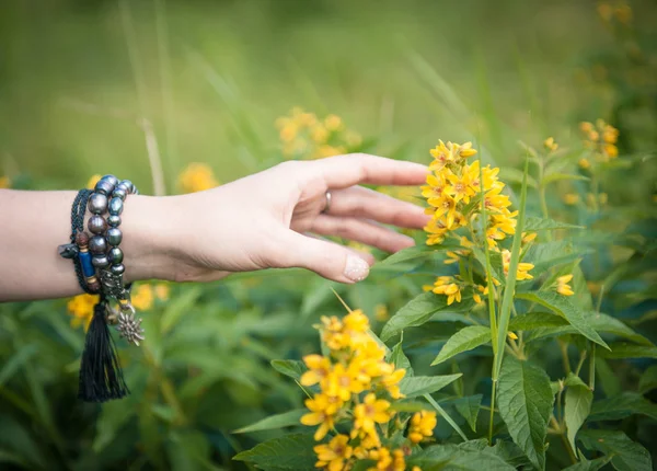 Femme main touchant prairie sauvage fleur — Photo