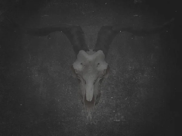 กระโหลกแพะบนพื้นหลังที่มืด แบนเนอร์เกรนจ์ฮาโลวีน — ภาพถ่ายสต็อก