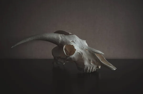 Натюрморт с черепом барана в темноте — стоковое фото